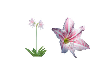 Amaryllis flower and whole plant and closeup white and pink stripes isolated on white.