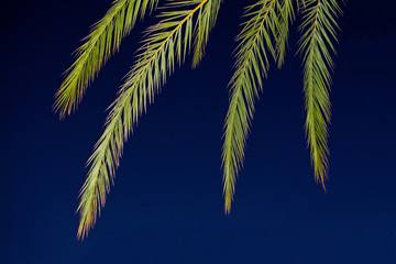 Palm leaves on night sky