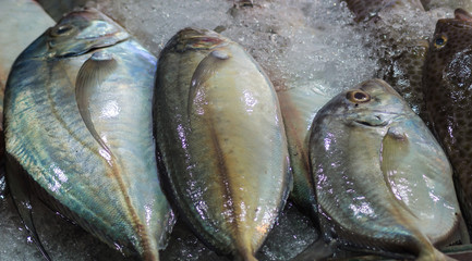 Fresh mackerel on ice