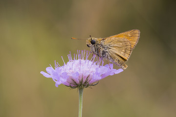 Flora and fauna