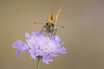 Flora and fauna