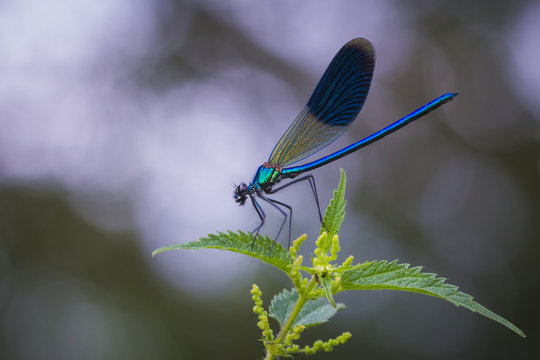 Dragonfly resting on nettles