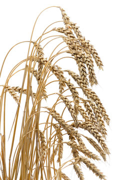 ears of ripe wheat on a white background