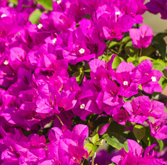 Fototapeta na wymiar blooming purple bougainvillea