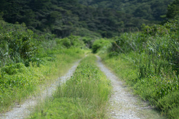 okinawa yanbaru michi