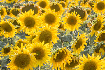 Fototapeta na wymiar Horizontal photo of a sunflower field