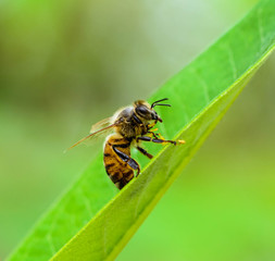 Honey bee cleaning sticky web off her feet.