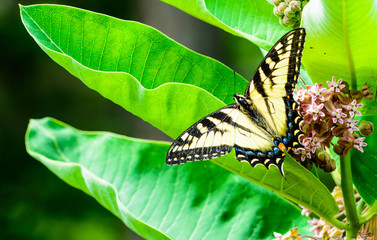 Swallowtail on Milkweed.