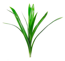 Fresh Pandan leaves isolated on white background
