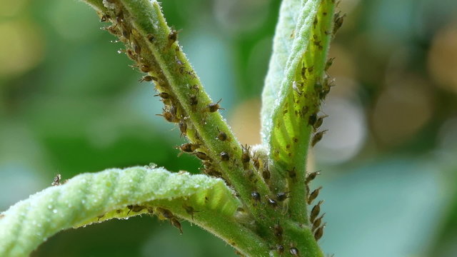 Aphid Plague On Leaves. 100mm Macro Lens.