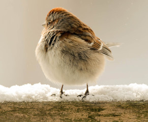 Sparrow fluffed up against the cold.