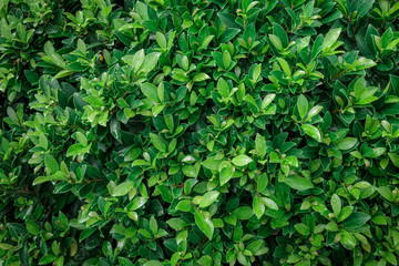 Green leaf wall texture  background