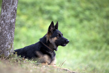 German Shepard dog lay outside under tree