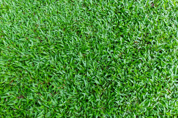 Green grass backgrounds