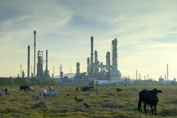 Oil refineries and cattle