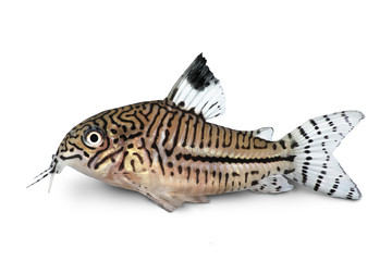 Leopard Cory Corydoras Julii trilineatus catfish aquarium fish 