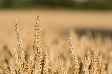 Fototapeta premium Cornfield with ripe wheat , ready to be harvested
