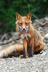 Beautiful red fox sitting on the rocks