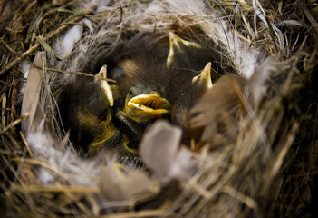 Sleeping little birds