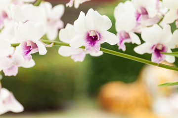 Fototapeta na wymiar orchids background