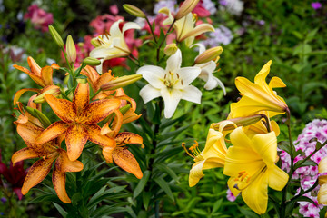 Beautiful Big Orange Fire Lily with Buds and Leafs closeup outdoors