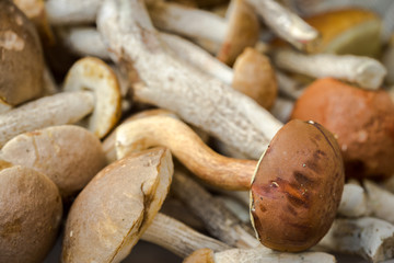 forest mushrooms laying as a background