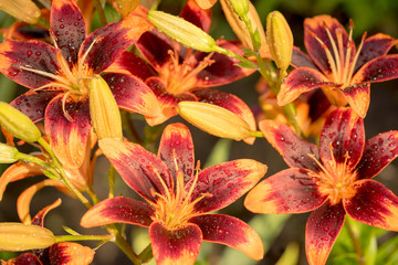 Beautiful Big Orange Fire Lily with Buds and Leafs closeup outdoors