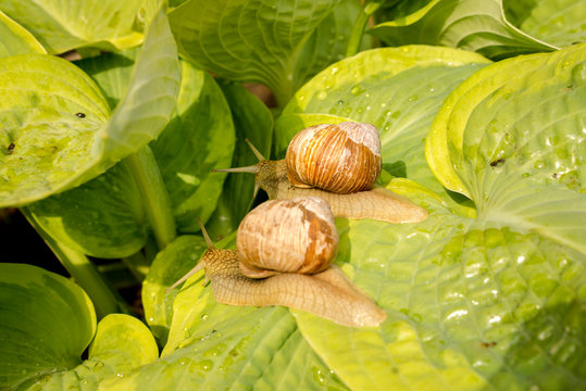 Two garden snail on green and yellow hosta leaves