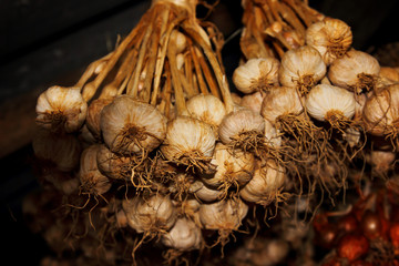 Close up garlic