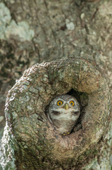 spotted owlet