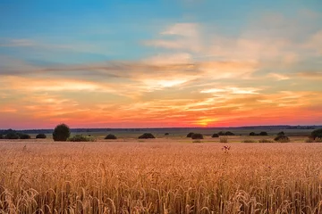 Photo sur Aluminium Campagne Sunset over a cereal field
