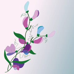 flowers and flower buds of sweet peas, vector