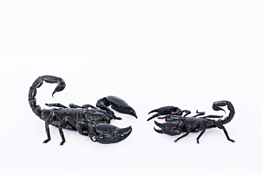 2 Black scorpions