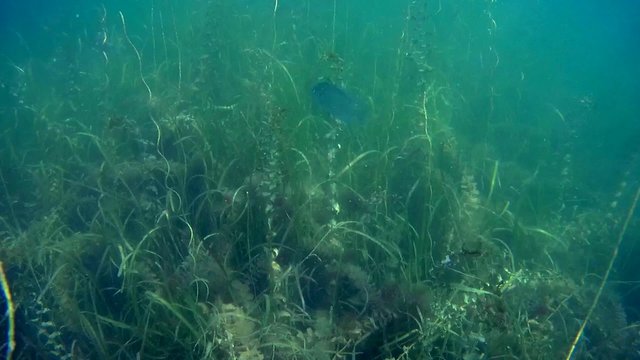 Bluegill Fish swimming in tall aquatic plants Wisconsin fresh water diving snorkeling