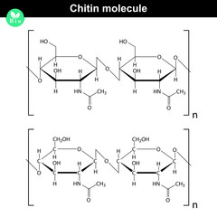 Chitin molecule - obrazy, fototapety, plakaty