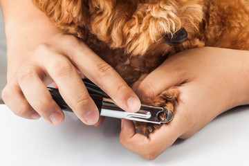Dog nails being cut and trimmed during grooming