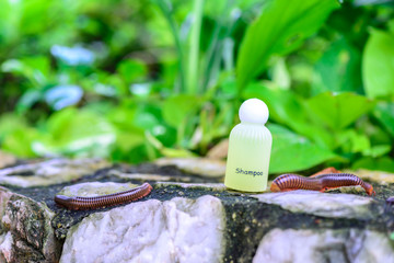 Spa shampoo on stone with millipede in natural background.