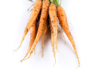 freshly picked carrots