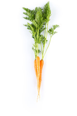 fresh carrots isolated on white background