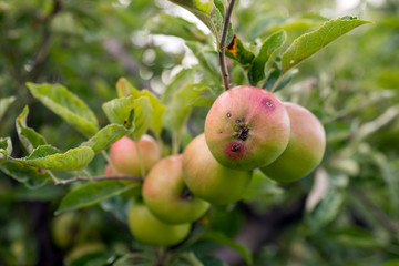 Nahaufnahme Apfel am Ast