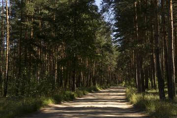 Дорога  в лесу. © kedrova