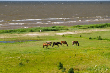 Five horses grazing on the green lush meadow near the sea