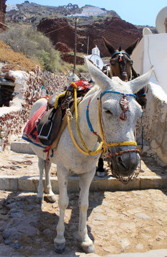 donkey on old stone stairs in Oia, Santorini, Greece