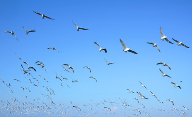Fototapeta premium Flock of seagulls flying in blue sky background
