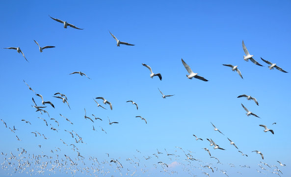 Flock of seagulls flying in blue sky background