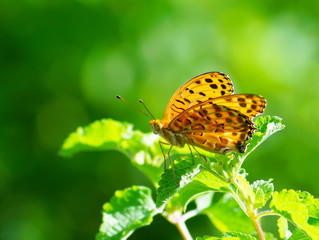 close up butterfly on flower, Japan
