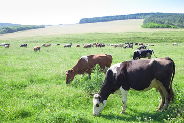 Cows grazing in green meadow 