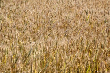 Yellow grain ready for harvest 
