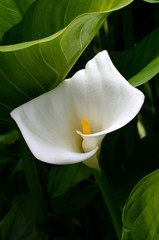 white Arum Lily in the garden