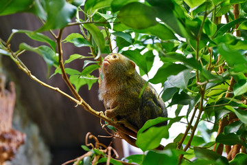 Pygmy Marmoset